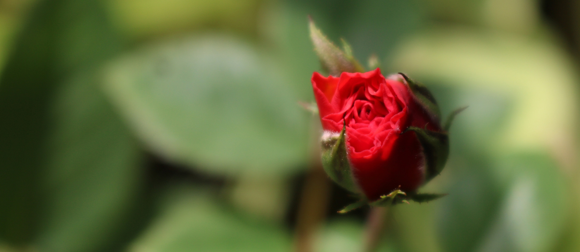 Rose do art Design